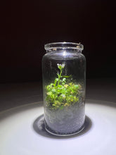 Load image into Gallery viewer, Close Terrarium
